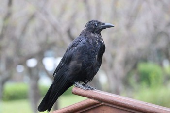 2022年10月3日(月) 名古屋平和公園の野鳥観察記録