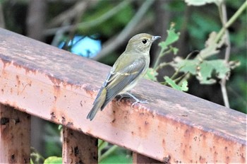 キビタキ 大阪城公園 2022年10月3日(月)