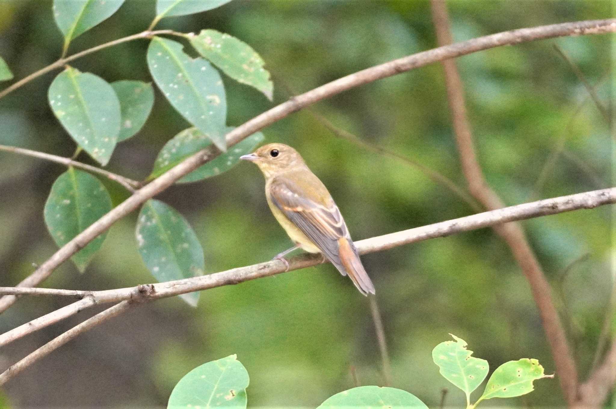 大阪城公園 キビタキの写真