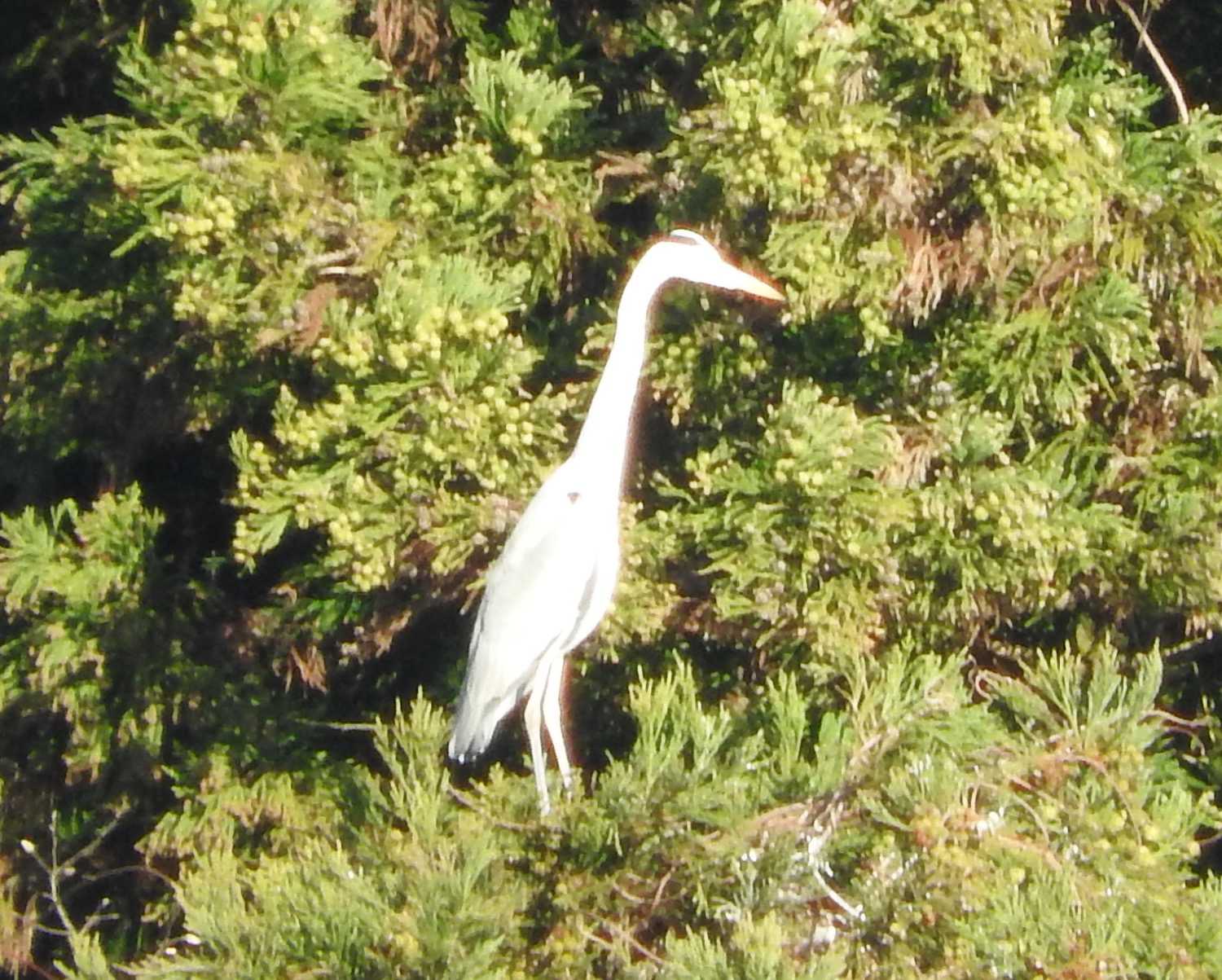 Grey Heron