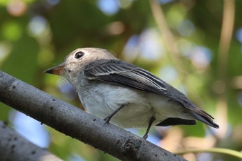 コサメビタキ 大阪南港野鳥園 2022年10月2日(日)