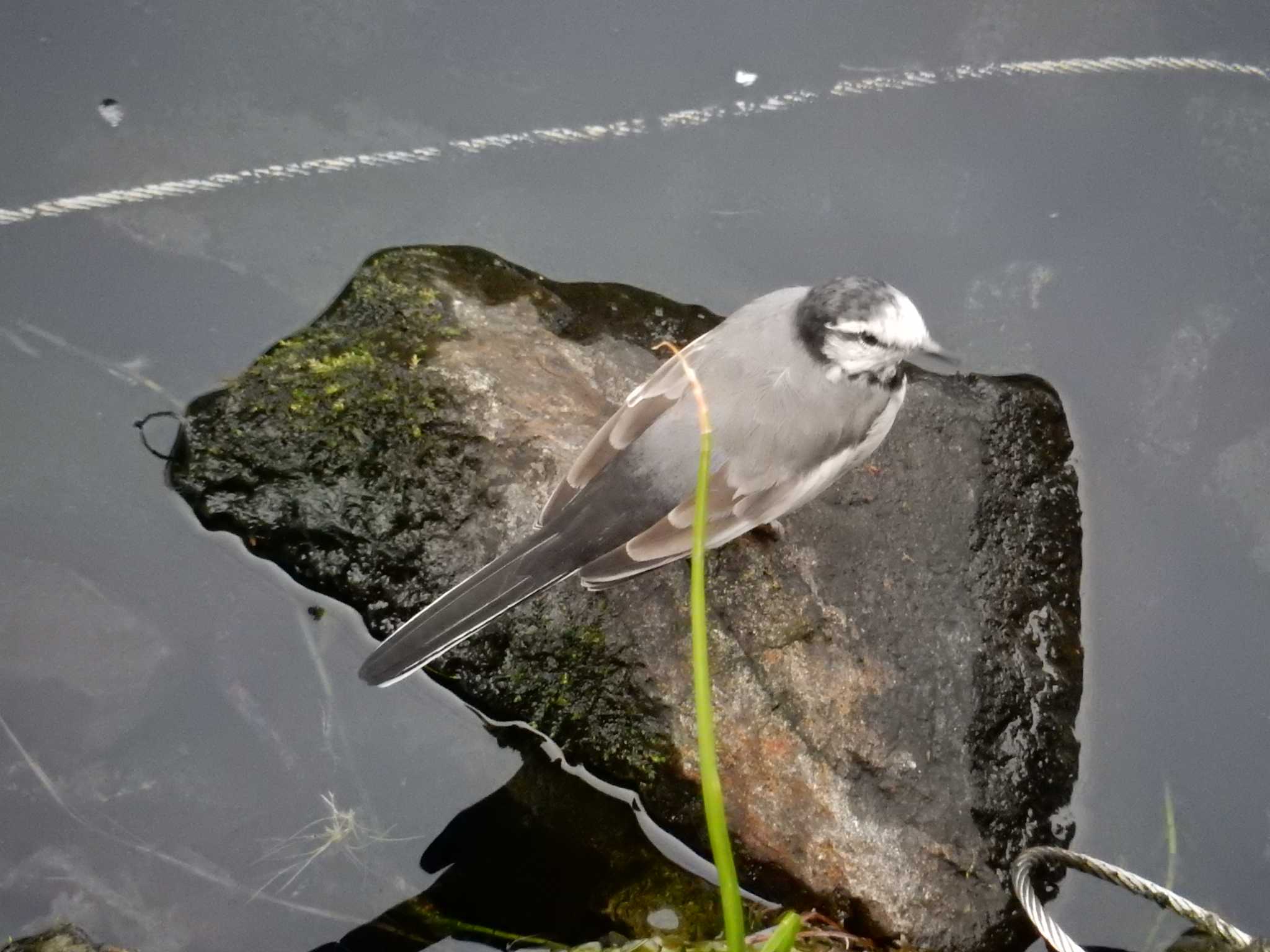 平和の森公園、妙正寺川 ハクセキレイの写真