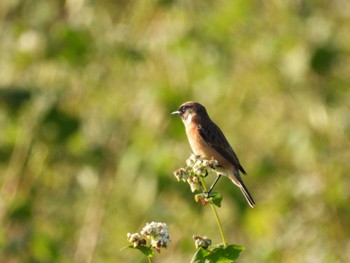 2022年10月2日(日) 四万川の野鳥観察記録