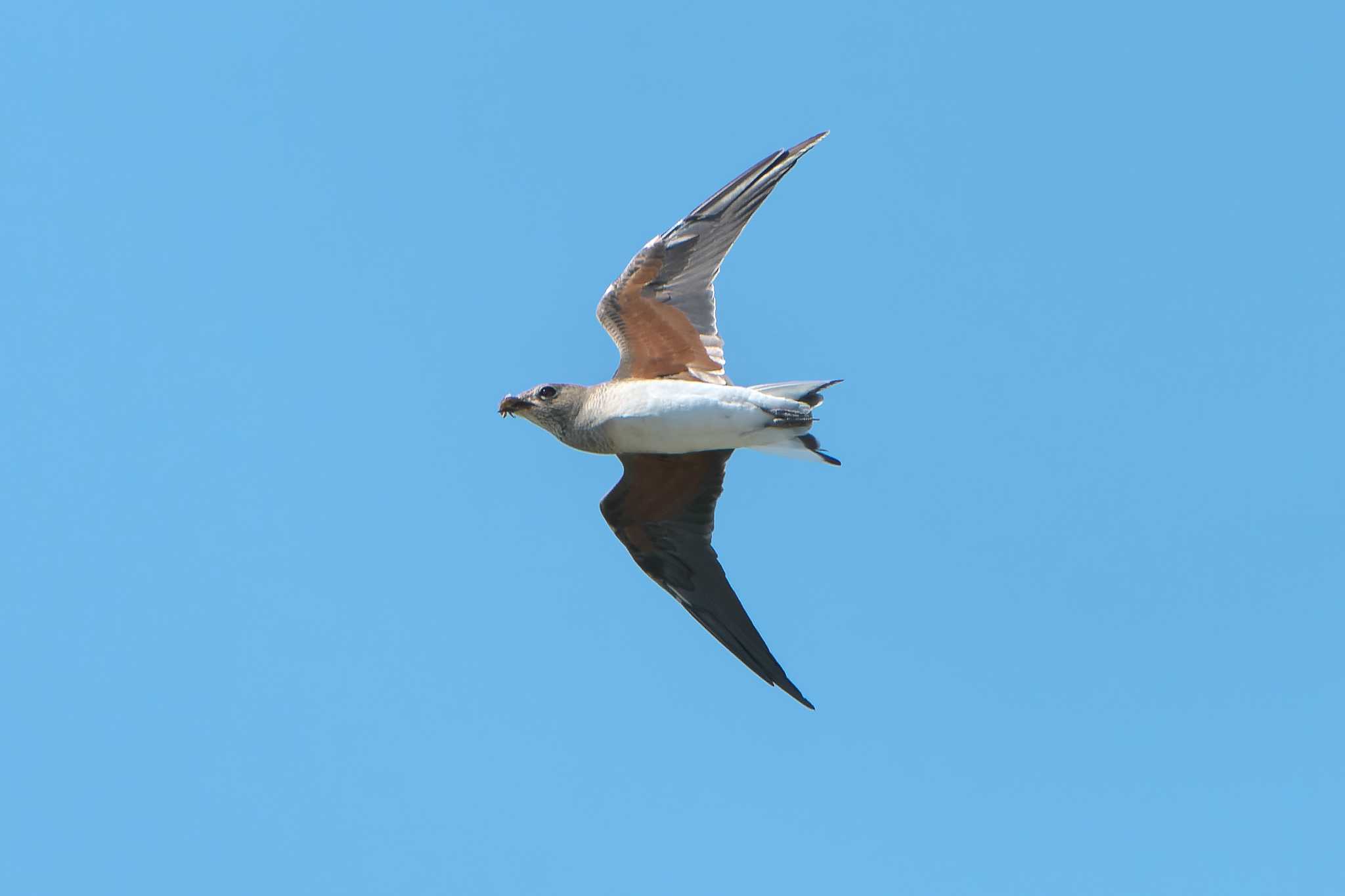 Oriental Pratincole