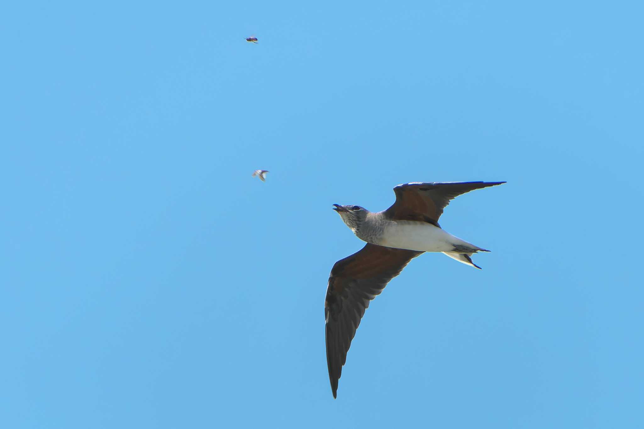 Oriental Pratincole