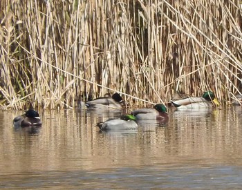 Falcated Duck 羽田沼 Sat, 12/5/2015