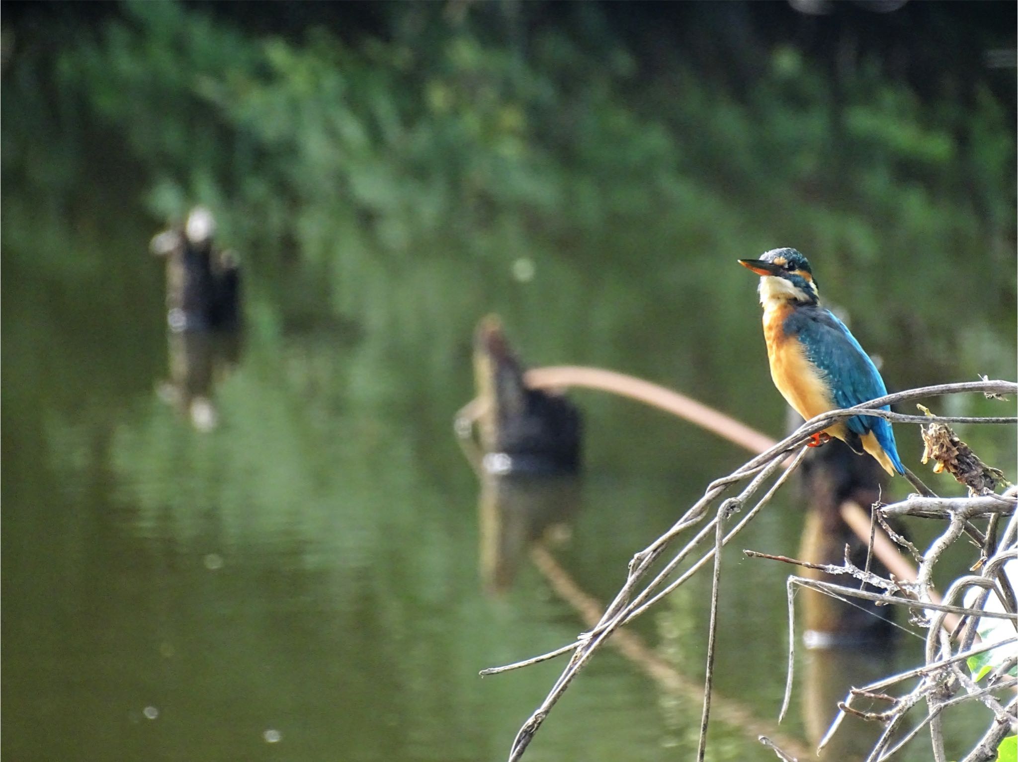 舞岡公園 カワセミの写真