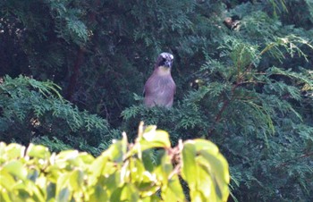 Eurasian Jay 庭田山頂公園 Sun, 10/2/2022