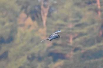 Golden Eagle 岩手県 Sun, 10/2/2022