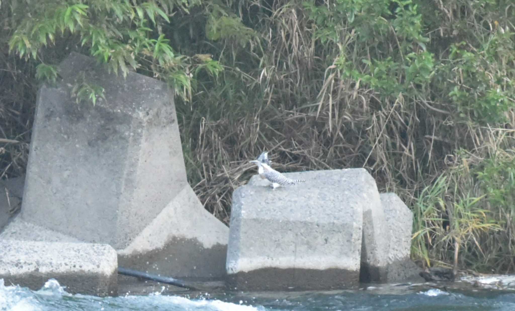 岩手県 ヤマセミの写真