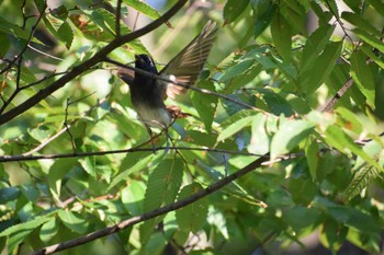 Black Paradise Flycatcher 大阪府 Sun, 10/2/2022