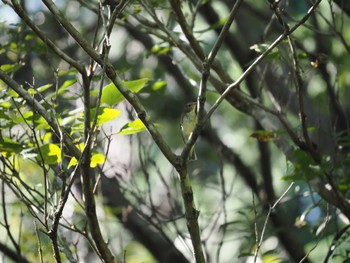 2022年10月2日(日) 桶ケ谷沼の野鳥観察記録