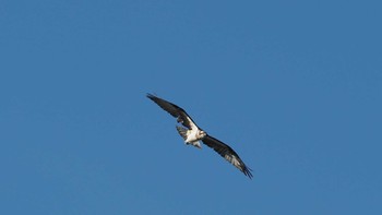 2022年9月11日(日) 大井川河口の野鳥観察記録