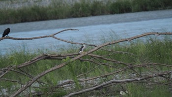 2022年9月3日(土) 大井川河口の野鳥観察記録