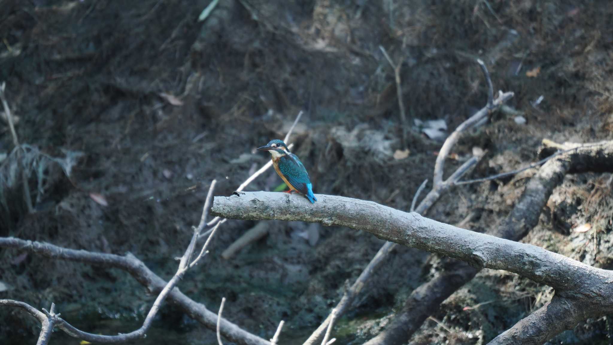 Photo of Common Kingfisher at 船明ダム by 石雅