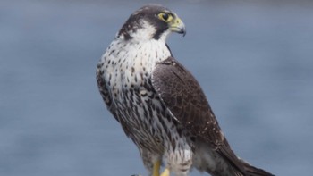 2022年3月13日(日) 大井川河口の野鳥観察記録