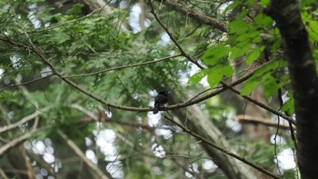 2022年7月18日(月) エコパスタジアム遊歩道の野鳥観察記録