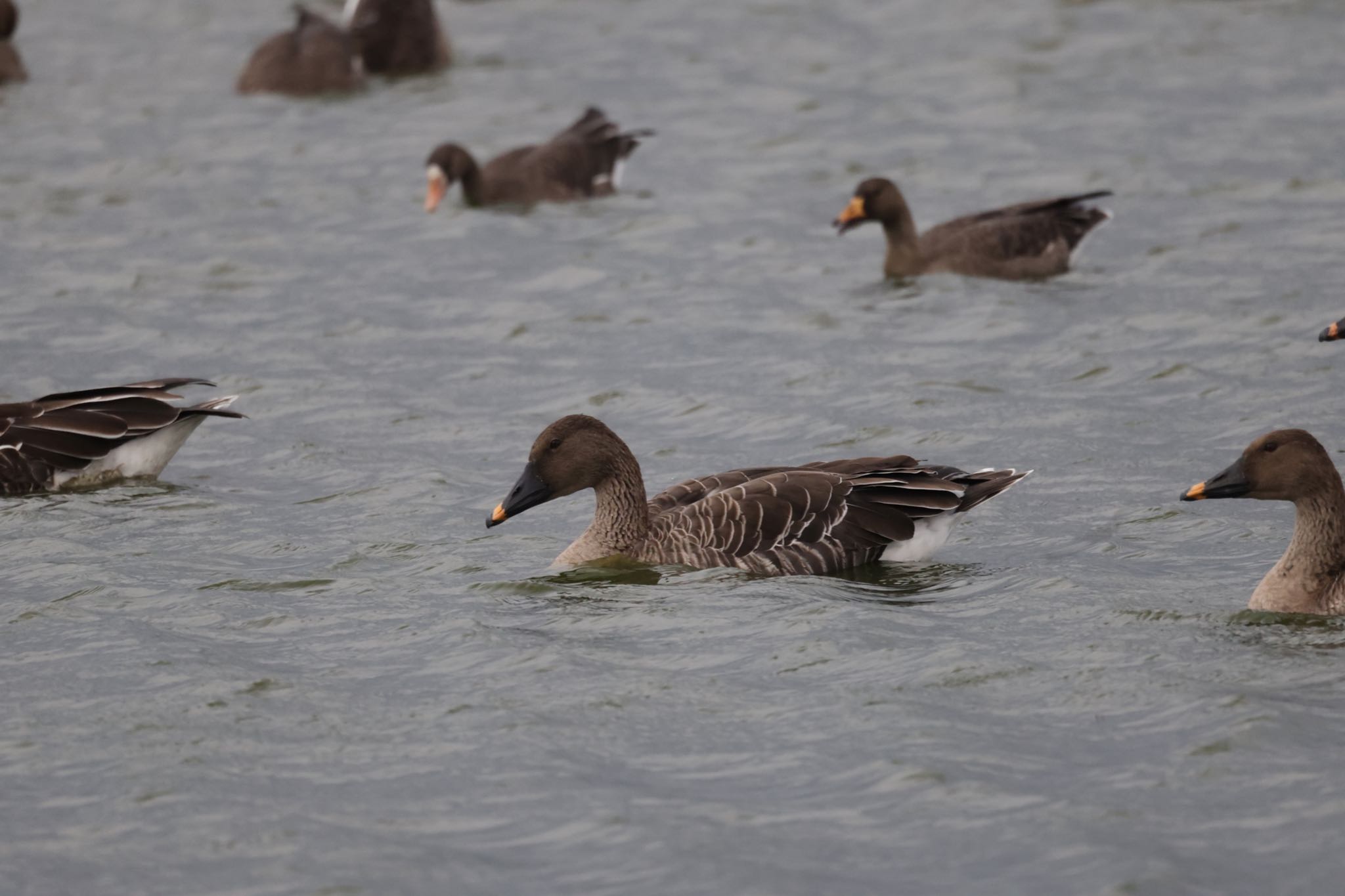 Photo of Taiga Bean Goose at 宮島沼 by will 73