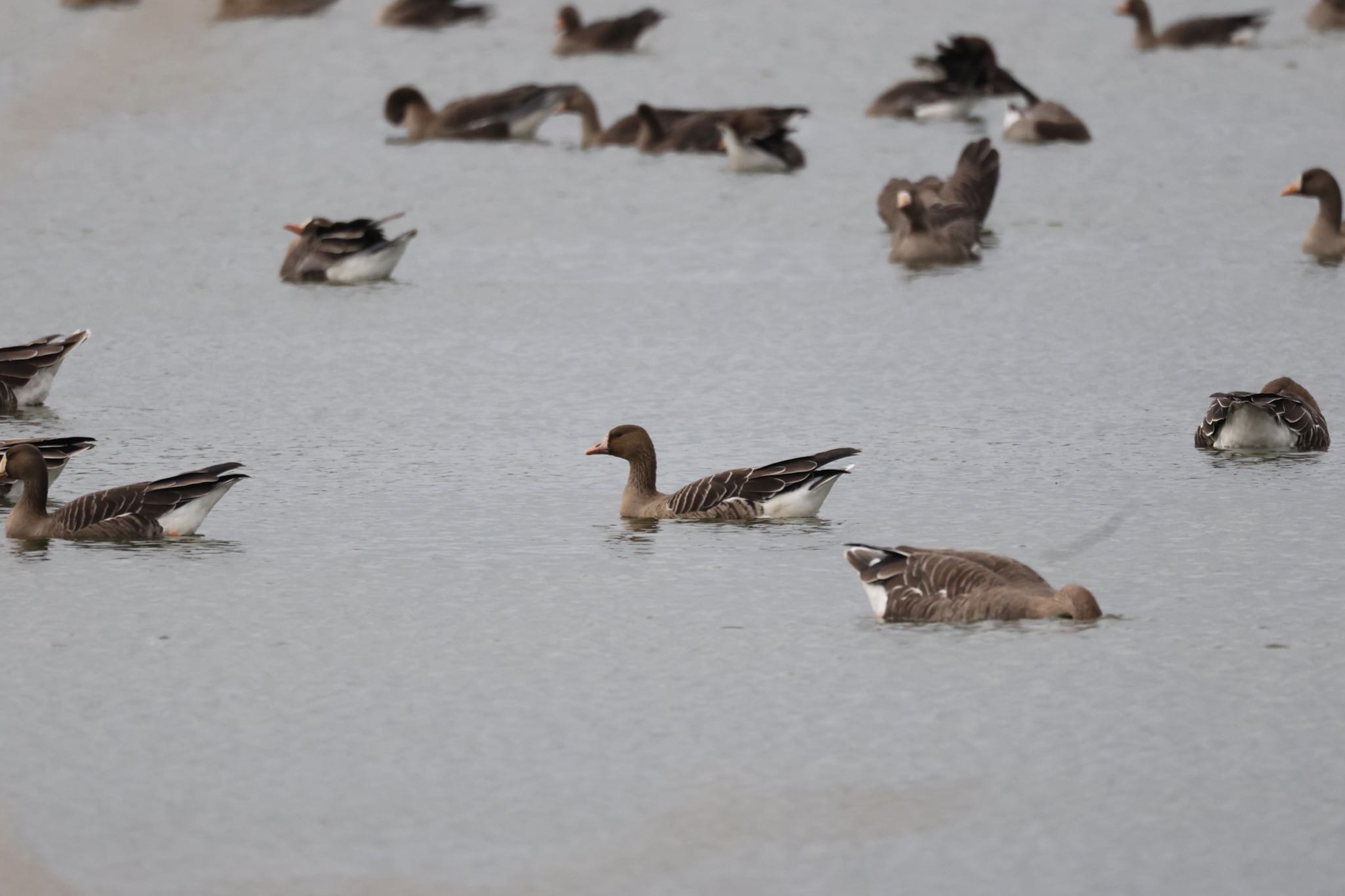 Greater White-fronted Goose