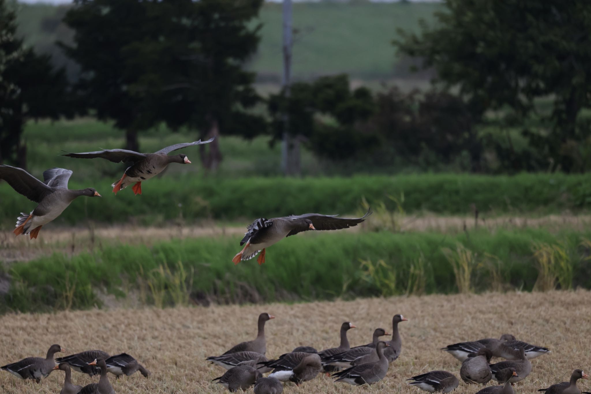 Greater White-fronted Goose