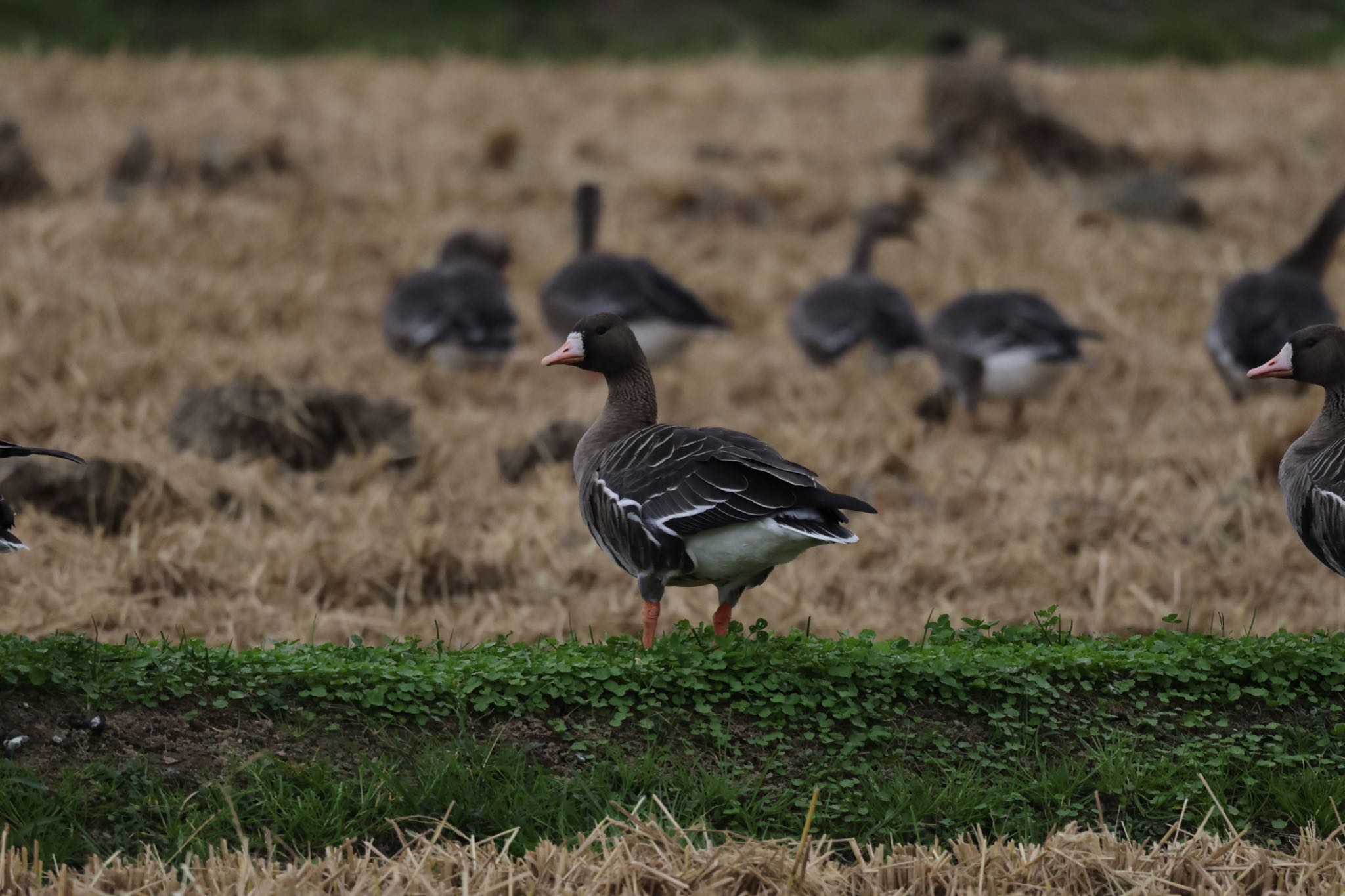 Greater White-fronted Goose