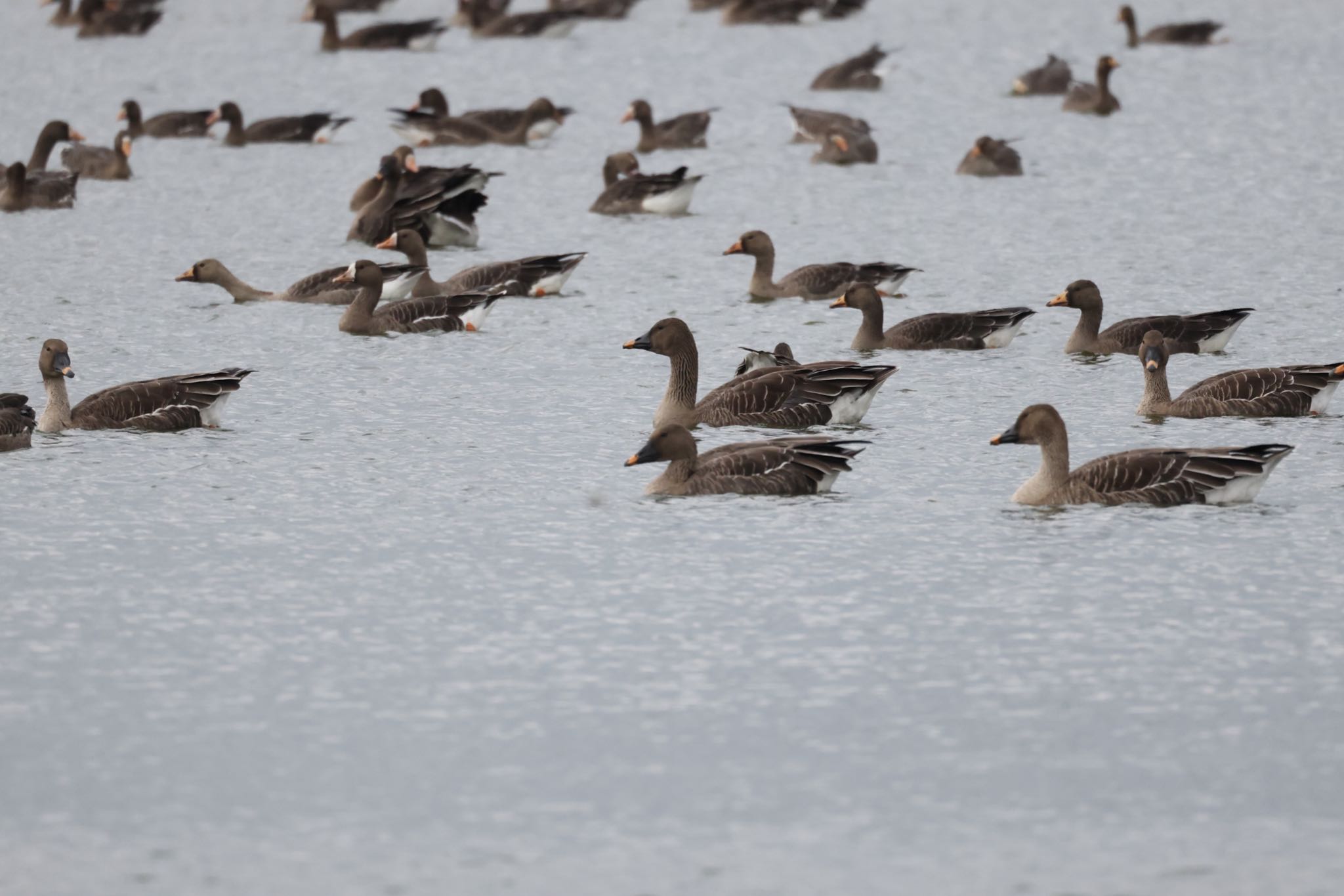 Photo of Tundra Bean Goose at 宮島沼 by will 73