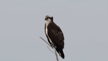 2022年2月19日(土) 大井川河口の野鳥観察記録