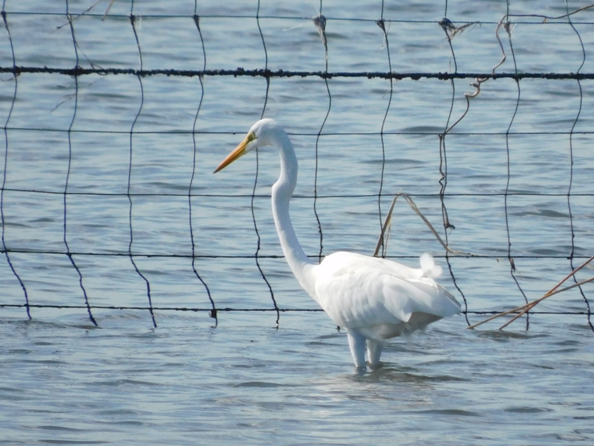 ふなばし三番瀬海浜公園 ダイサギの写真