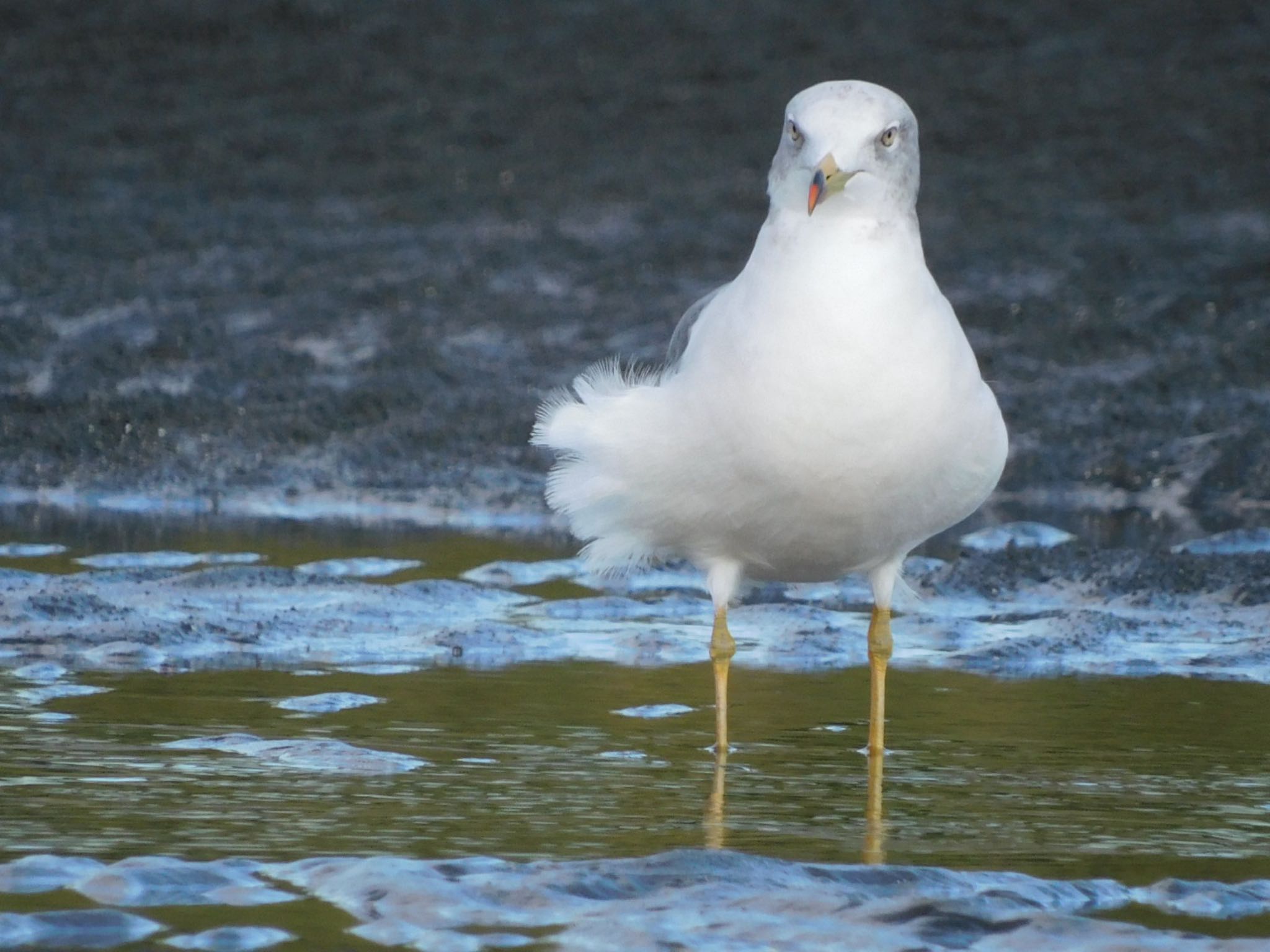 ふなばし三番瀬海浜公園 ウミネコの写真