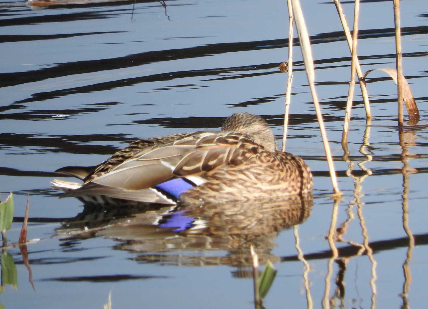 Mallard