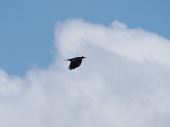 2022年10月1日(土) 大涌谷の野鳥観察記録