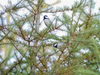 Coal Tit 富士山須走口五合目 Sat, 10/1/2022