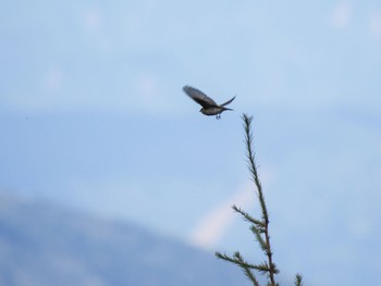 Grey-streaked Flycatcher 富士山須走口五合目 Sat, 10/1/2022