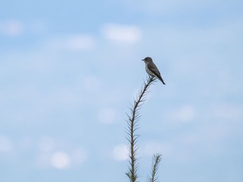 Grey-streaked Flycatcher 富士山須走口五合目 Sat, 10/1/2022