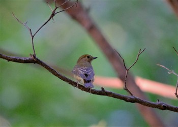 キビタキ 東京都立桜ヶ丘公園(聖蹟桜ヶ丘) 2022年9月30日(金)