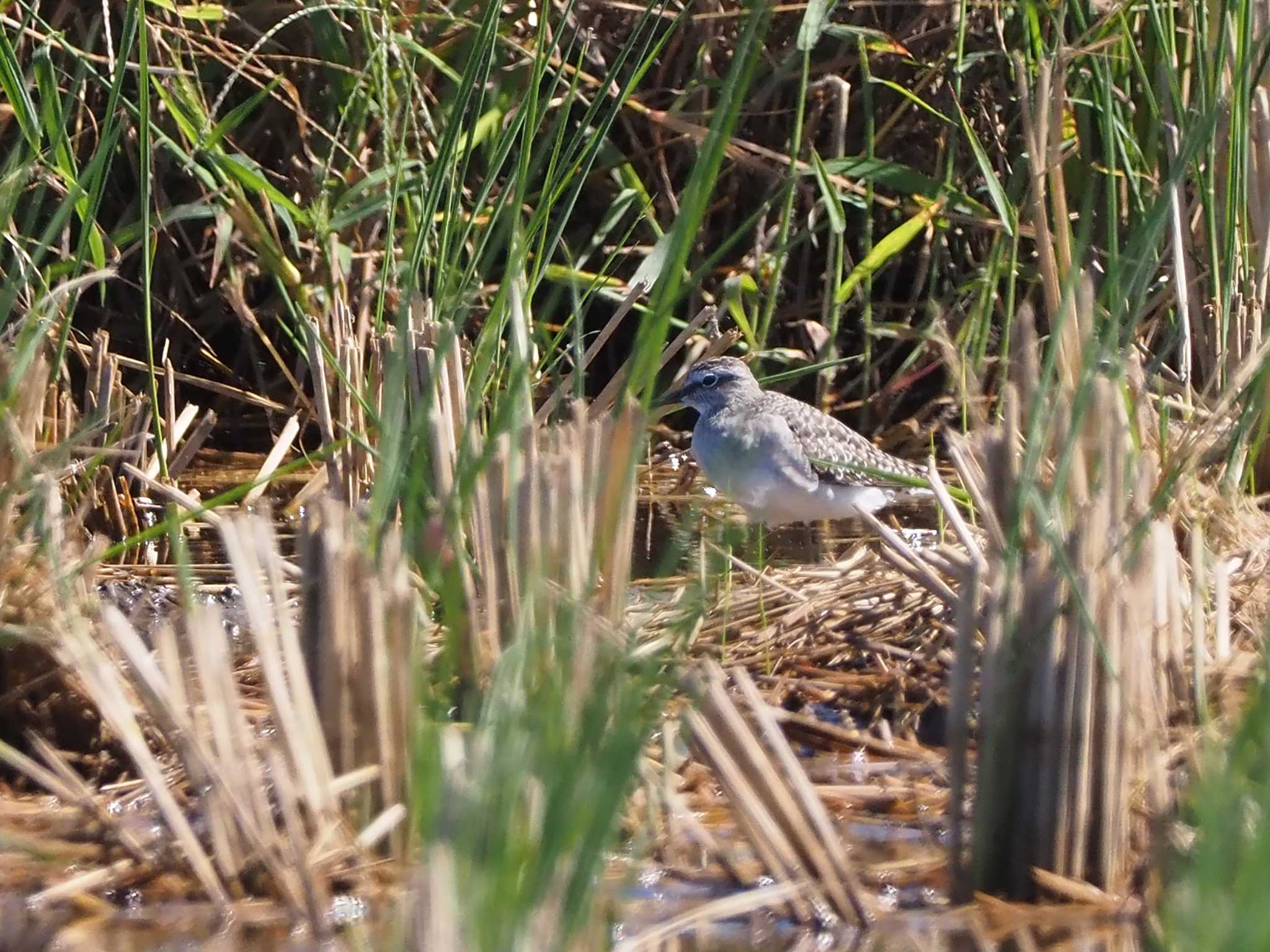 タカブシギ