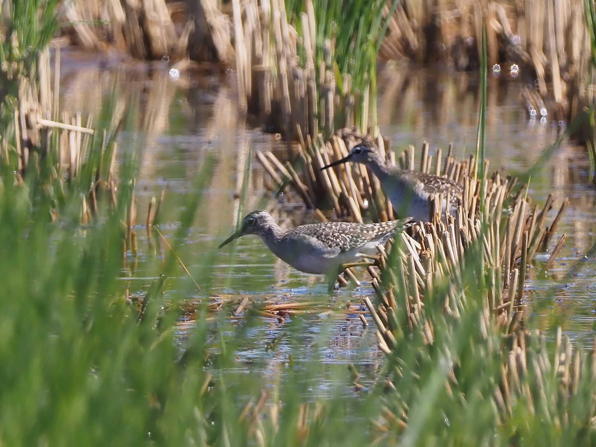 Wood Sandpiper