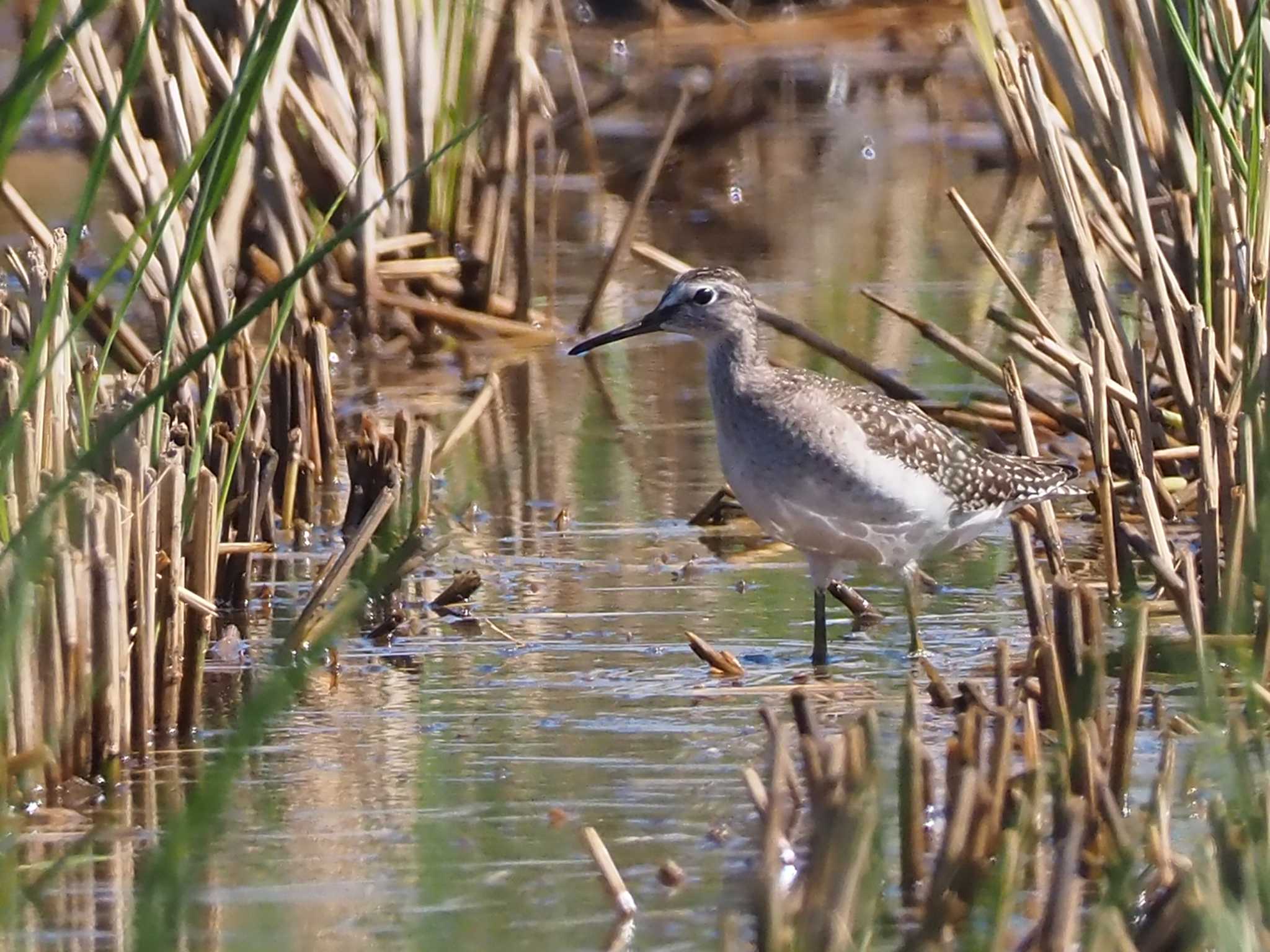 Wood Sandpiper