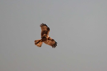 Eastern Marsh Harrier Watarase Yusuichi (Wetland) Sat, 1/27/2018