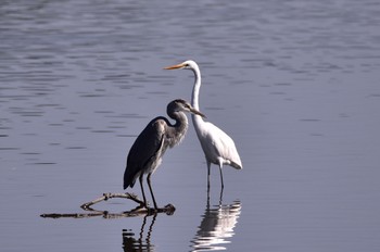 Great Egret(modesta)  磐田大池 Sun, 10/2/2022