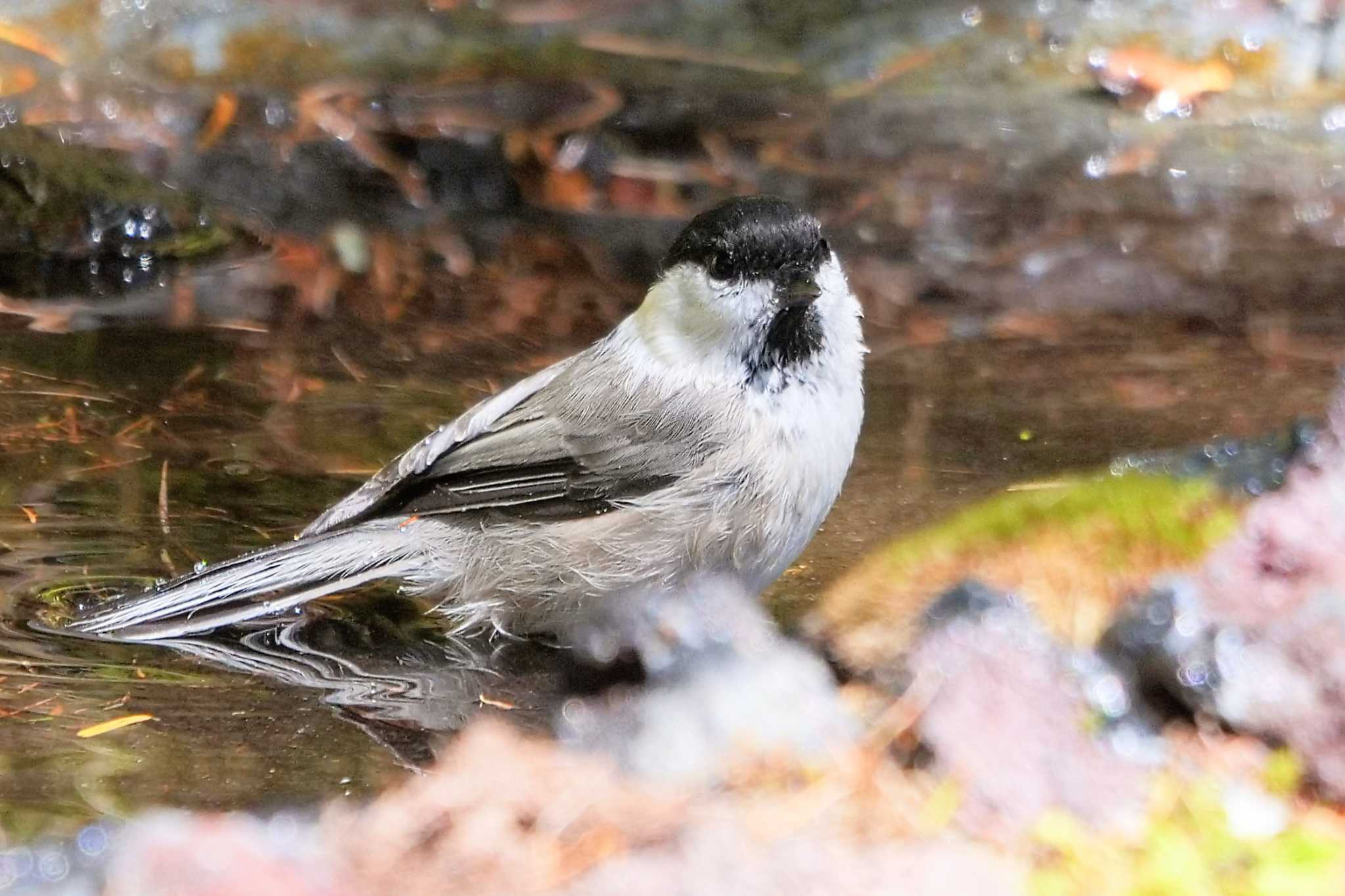 Willow Tit