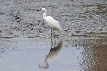 コサギ 夙川河川敷緑地(夙川公園) 2022年8月14日(日)