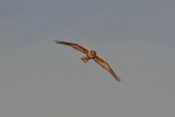 Eastern Marsh Harrier Watarase Yusuichi (Wetland) Sat, 1/27/2018