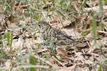 2018年2月8日(木) 三ツ池公園(横浜市鶴見区)の野鳥観察記録