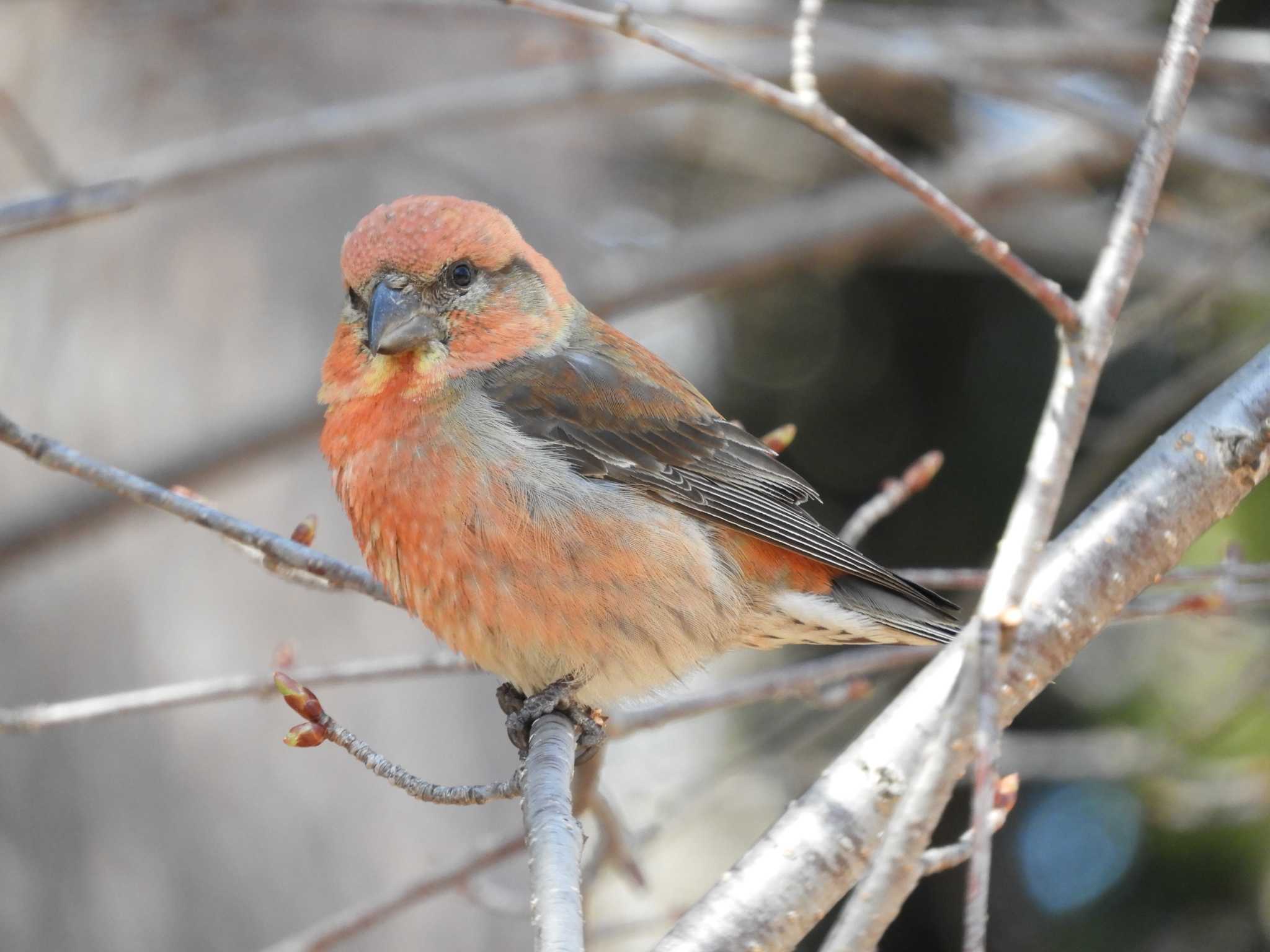 Photo of Red Crossbill at 北海道神宮 by 青カエル🐸