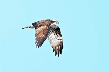 ミサゴ ふなばし三番瀬海浜公園 2022年10月2日(日)