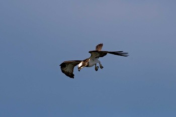 Osprey Koyaike Park Mon, 1/29/2018