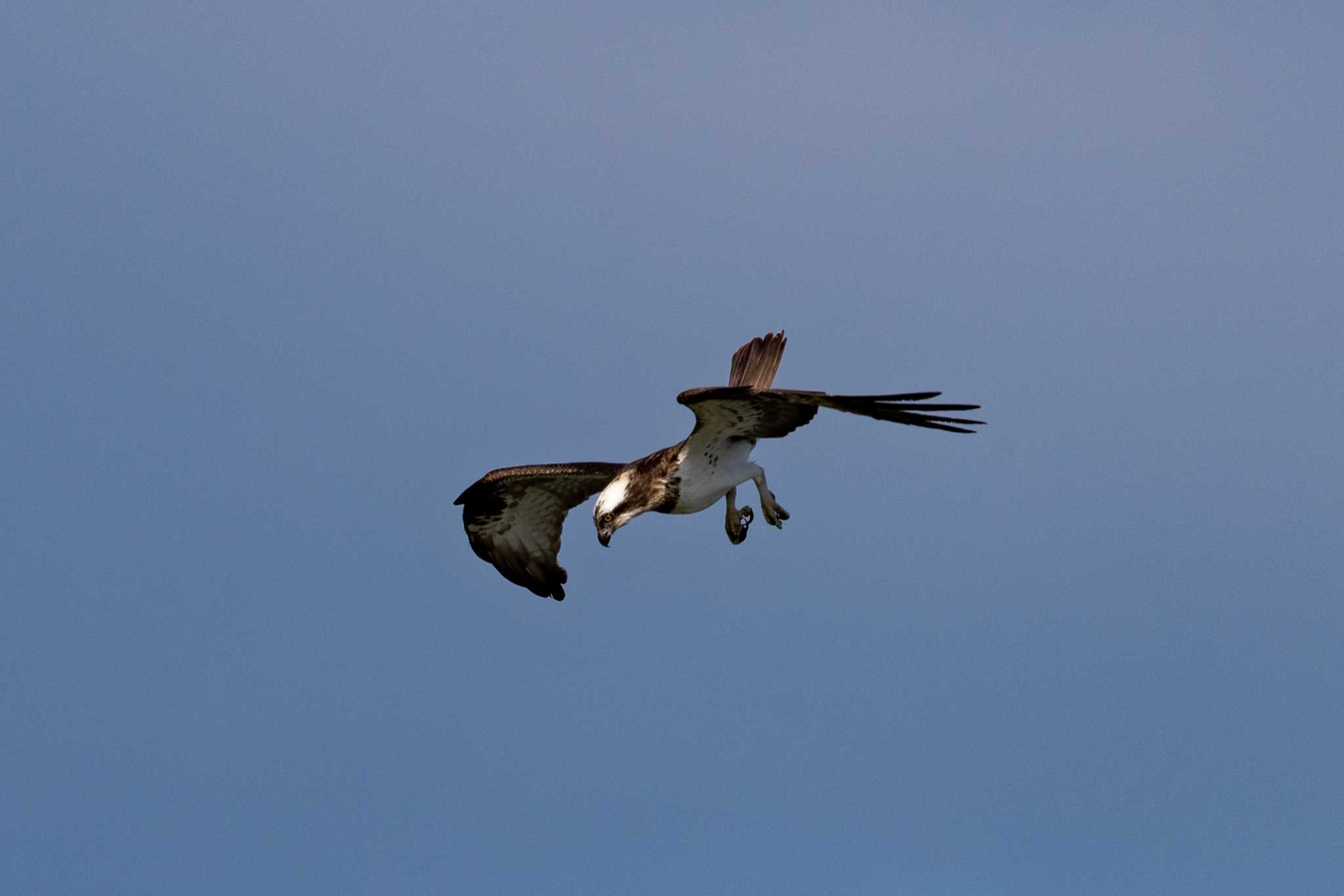 Photo of Osprey at Koyaike Park by アール・ケー