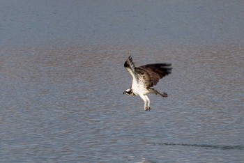 Osprey Koyaike Park Mon, 1/29/2018