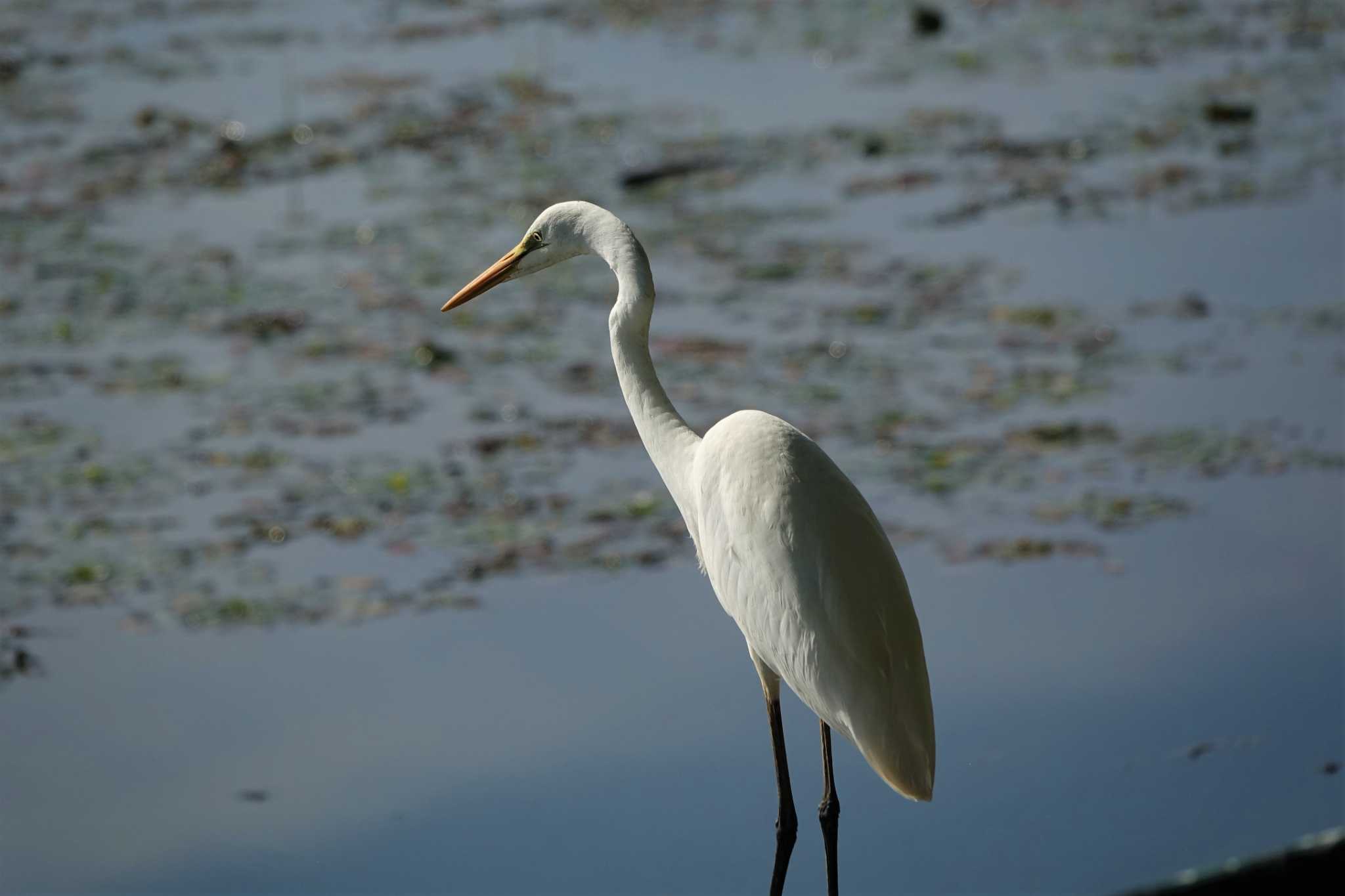 Great Egret